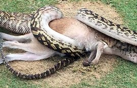 Python, Python swallows wallaby, wallaby, 13-foot Python, Python swallows wallaby in australia, golf course, Python news, jansatta