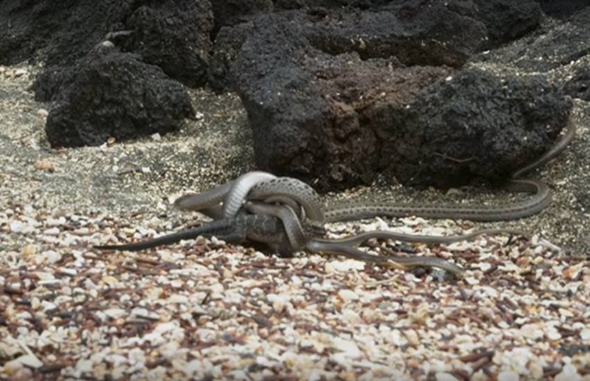 इस सीन को शूट करते वक्त क्रू मेंबर्स को कई सारी दिक्कतों का सामना करना पड़ा था। इस सीन को शूट करते वक्त क्रू मेंबर्स को कई सारी दिक्कतों का सामना करना पड़ा था।