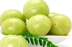 अक्षय नवमी: इस रविवार घर में लगाएं आंवला का पौधा, दूर हो सकती पैसों की कमी