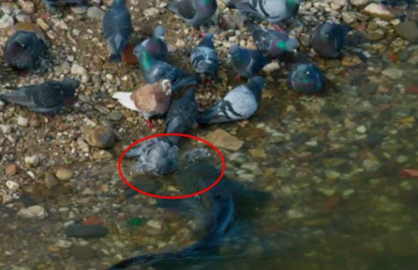 Planet Earth 2, fish hunt pigeons, monstrous fish, French city, Albi, River Tarn, catfish, pigeon hunts, video, Planet Earth 2 show, Planet Earth 2 video, pigeons hunt video, jansatta