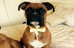 कुत्ते को ‘किडनैप’ कर फोन पर मांगी फिरौती, 10 लाख दो वरना पेड़ से लटका कर दे देंगे फांसी