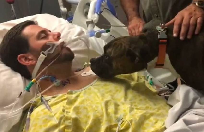 Dogs, Hospitals, brain haemorrhage, hospital, Michelle Jessen, viral videos, trending videos, viral videos, trending, viral, video