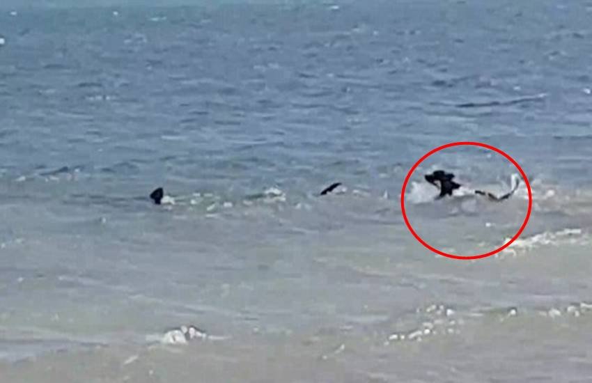 tiger shark, video, dog runs tiger shark, ocean