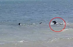 VIDEO: समुद्र के अंदर कुत्ते ने खदेड़ा तो जान बचाने को बेतहाशा भागी 16 फीट लंबी शार्क