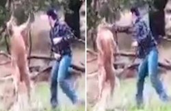 VIDEO: गुस्साए कंगारू ने कुत्ते को गर्दन से दबोचा, बचाने पहुंचा मालिक तो हुई जबरदस्त लड़ाई