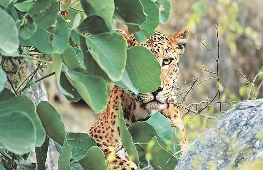 Sariska Leopards, Sariska latest news, Sariska News, Sariska hindi news, Leopards Terror Sariska Sariska Leopards, Sariska latest news, Sariska News, Sariska hindi news, Leopards Terror Sariska