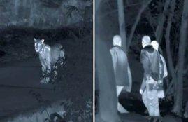 Planet Earth II, Planet Earth, BBC, David Attenborough, Documentaries, Animals, video, animal attack, trending video, viral video, viral