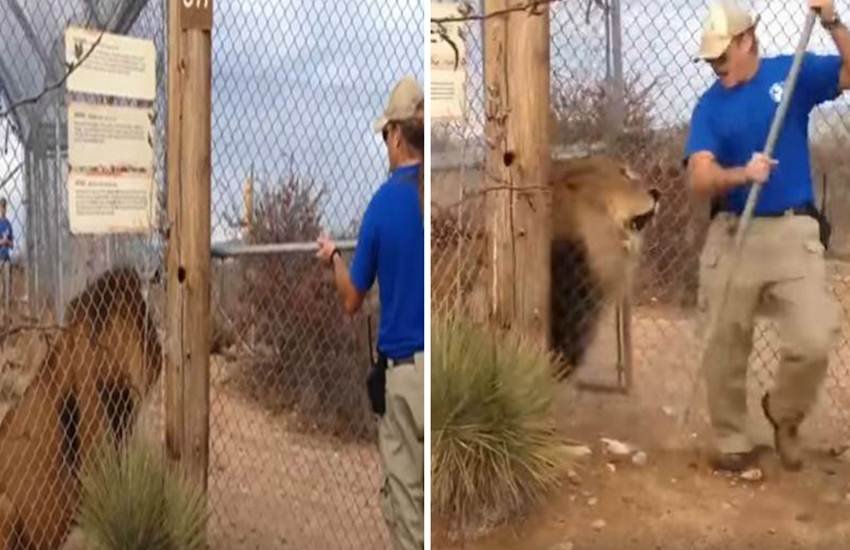 Lions, Animals, animal attack, animal attacks video, animal fighting, lion attacks, viral video, trending video, video, viral, trending