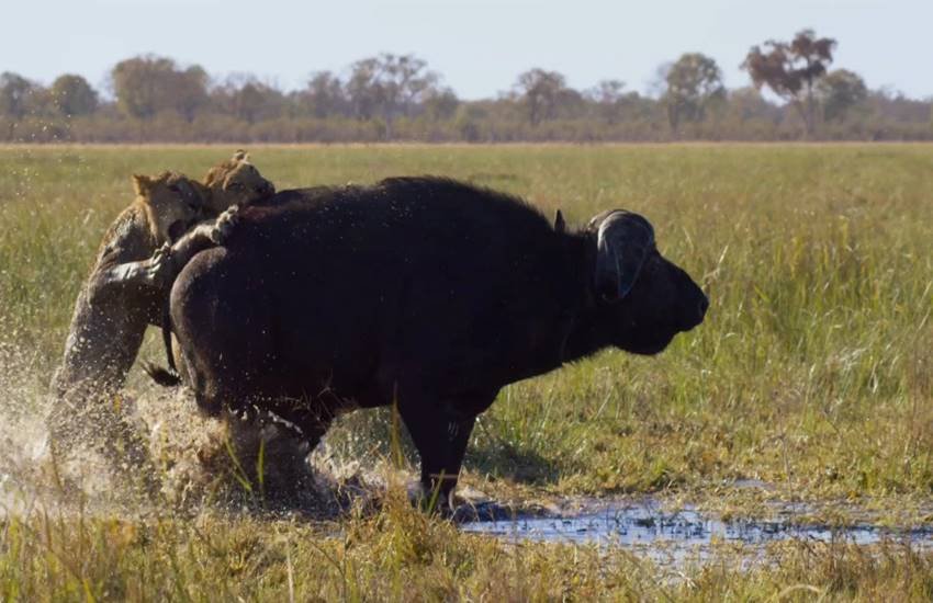 Planet Earth II, lions struggle to take down a buffalo