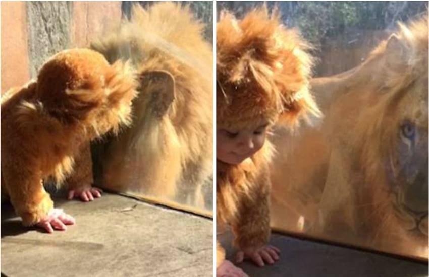 video, viral video, facebook, Lion, toddler, cub, atlanta zoo, america