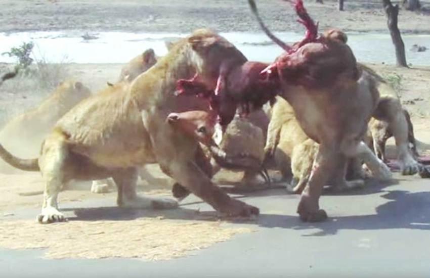 Lion, Lions fight, trap, vehicle, drag, video, animal fight, animal attack