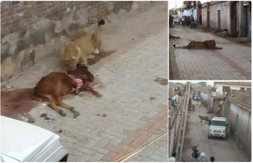 lioness-eating-calf-twitter-pic