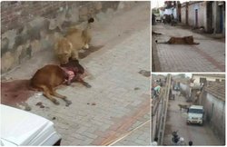 वीडियो: इंसानी बस्ती में शेरनी से खौफज़दा हुए लोग, मवेशी मारकर मोहल्ले में ही बैठकर खाती हुई तस्वीरें वायरल