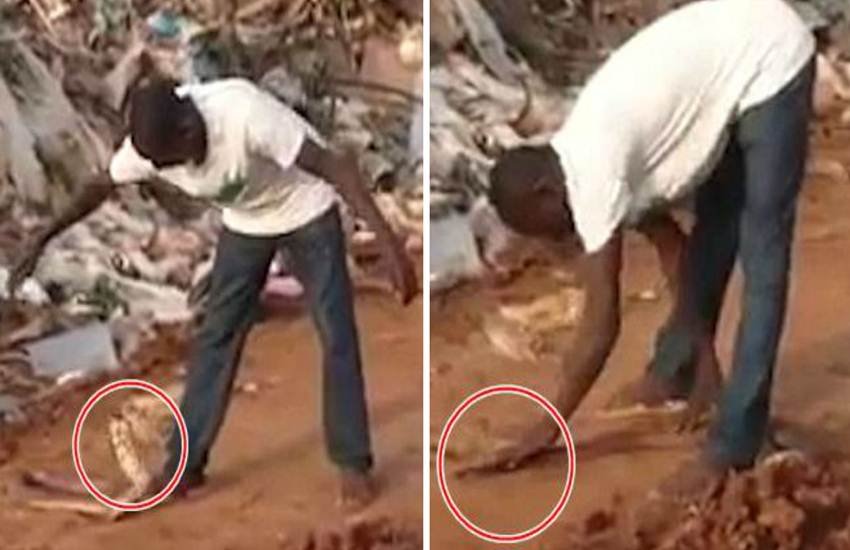 Snakes, Snakes videos, Man catch a Snake, Man puts a Snake to sleep, viral videos, trending video, viral, trending