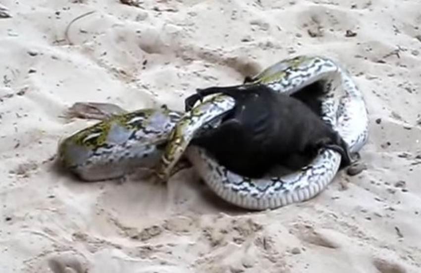 Python, Bat, Python and Bat fight, animal fight, animal attacks video, animal video, video, trending video, viral video, video
