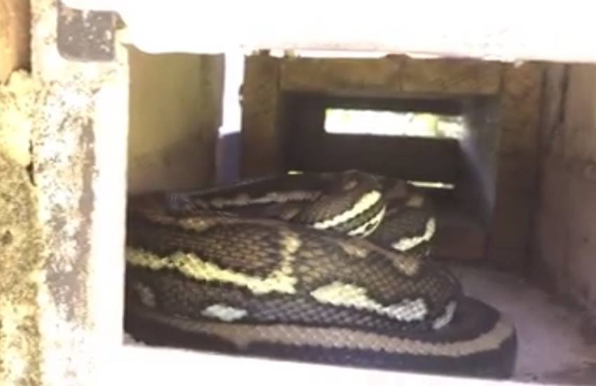 snake, snake fighting, snake in plane, letterbox, wired videos, animal videos, animal attack videos