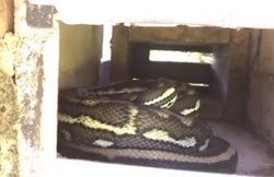 VIDEO: लेटर बॉक्स में आराम फरमा रहा था सांप, नींद खराब हुई तो गुस्सा कर किया ऐसा