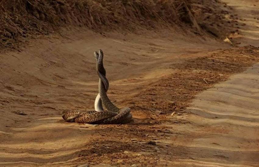 पन्ना टाईगर रिजर्व में बढ़ रही है जहरीले नागों की संख्या
(फोटो: कीर्ति राजेश चौरसिया) पन्ना टाईगर रिजर्व में बढ़ रही है जहरीले नागों की संख्या
(फोटो: कीर्ति राजेश चौरसिया)