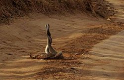 मध्य प्रदेश: पन्ना टाइगर रिजर्व में बढ़ गई है जहरीले साँपों की संख्या