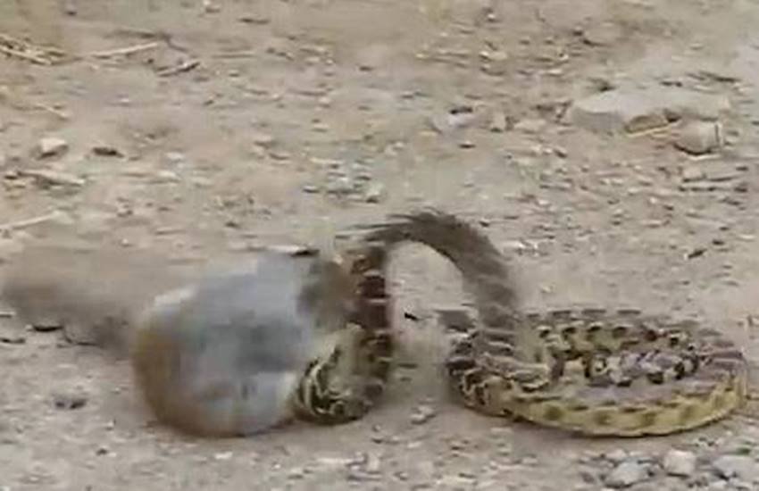 hunger, fight between SQUIRREL and SNAKE, snake fight, SQUIRREL SNAKE fight, viral video, trending video, viral, trending, video