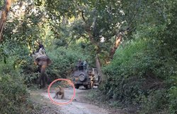 फोटो खींचने पर बाघ को आया गुस्सा, हमला करने के लिए हाथी पर लपका, वीडियो आया सामने