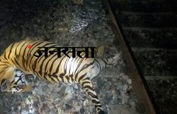 रेलवे ट्रेक के पास मृत मिला टाइगर, इस साल 100 से ज्यादा बाघों की मौत