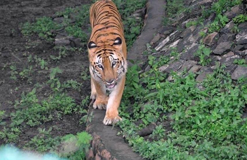 चिड़ियाघर की ‘भगोड़ी’ बाघिन जमुना को महीने भर की कैद चिड़ियाघर की ‘भगोड़ी’ बाघिन जमुना को महीने भर की कैद