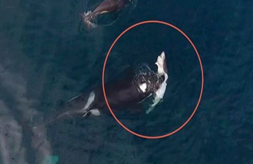 Killer whale, shark, sevengill, drone, whale watchers, California, video, footage, animals, nature, animal fight, aminal attack videos