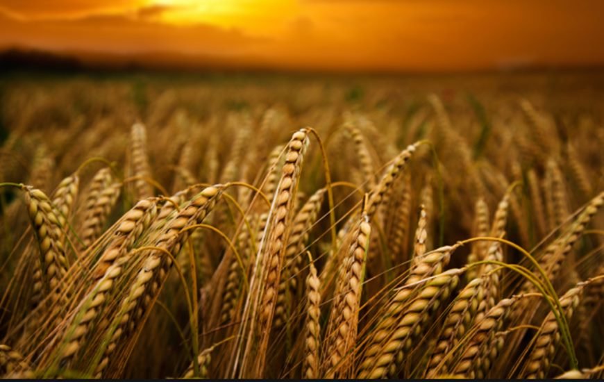 गेहूं की बालियां (चित्र का इस्तेमाल सिर्फ प्रस्तुतिकरण के लिए किया गया है)