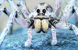 जानकारी: भेड़िया मकड़ी की दृष्टि