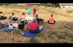 लोकप्रिय हो रहा है ‘गोट योगा’, बकरियों संग योग करने के लिए कतार में सैकड़ों लोग