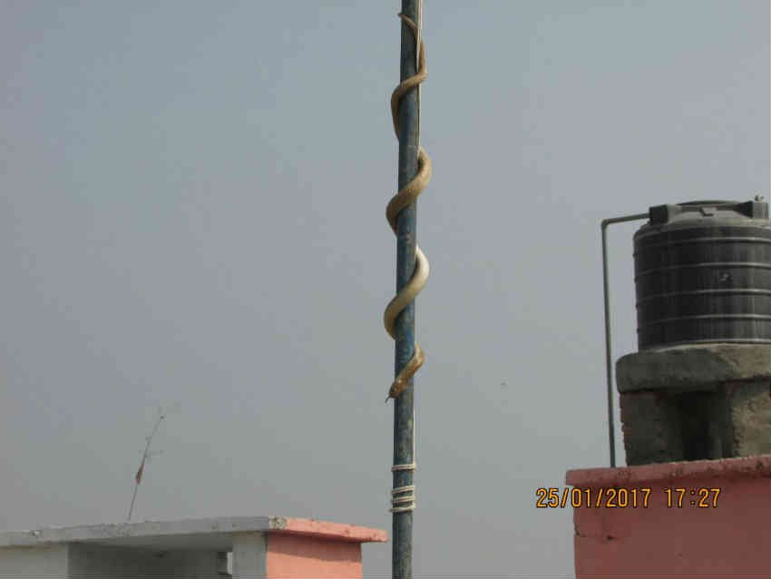 snake tricolor, Motihari tricolor, tricolor Snake news, Motihari Snake, Motihari News, Motihari latest news, Motihari hindi News