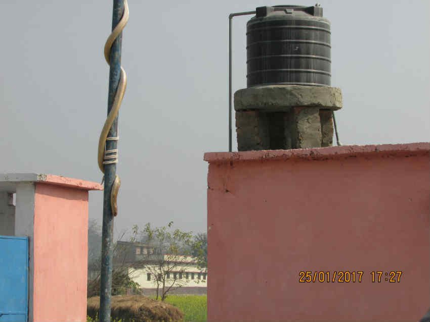 snake tricolor, Motihari tricolor, tricolor Snake news, Motihari Snake, Motihari News, Motihari latest news, Motihari hindi News