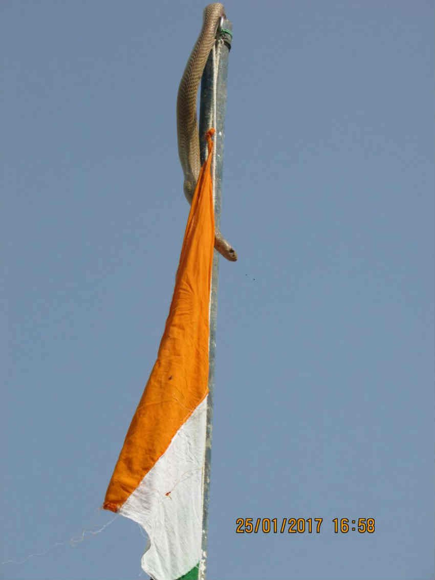 snake tricolor, Motihari tricolor, tricolor Snake news, Motihari Snake, Motihari News, Motihari latest news, Motihari hindi News