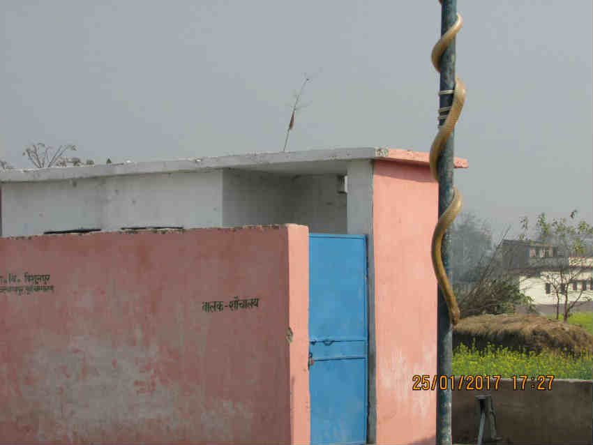 snake tricolor, Motihari tricolor, tricolor Snake news, Motihari Snake, Motihari News, Motihari latest news, Motihari hindi News