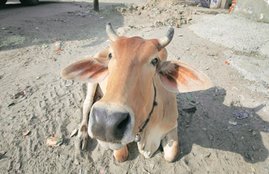 Cow, Cow slaughter, INDIA