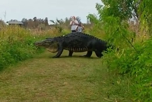 जंगल घूमने गए लोगों के सामने से गुजरा मगरमच्छ। (Videograb) जंगल घूमने गए लोगों के सामने से गुजरा मगरमच्छ। (Videograb)
