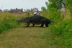 जंगल गए थे घूमने सामने से आ गया मगरमच्छ, वायरल हुआ VIDEO