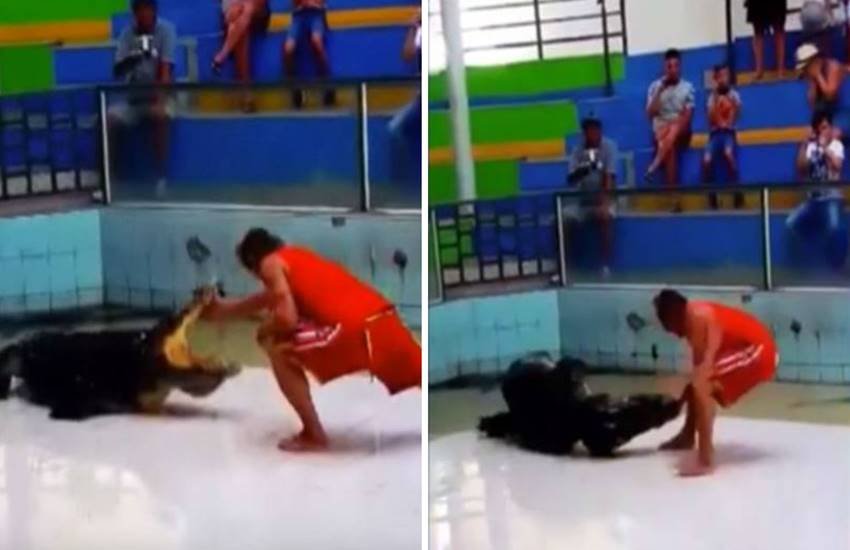 Crocodiles, Animals, animal attack video, wired news, wired, trending