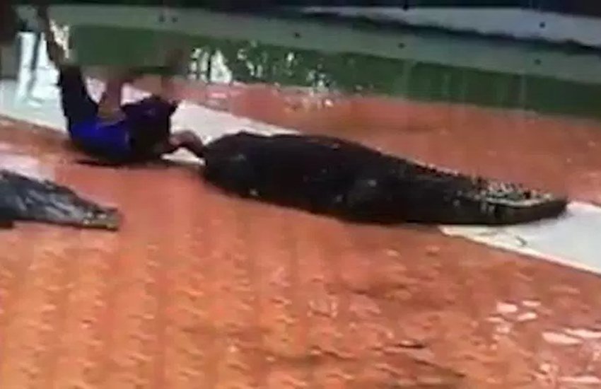 Crocodile, Crocodile attack, animal attack videos, animal videos, viral videos, trending videos