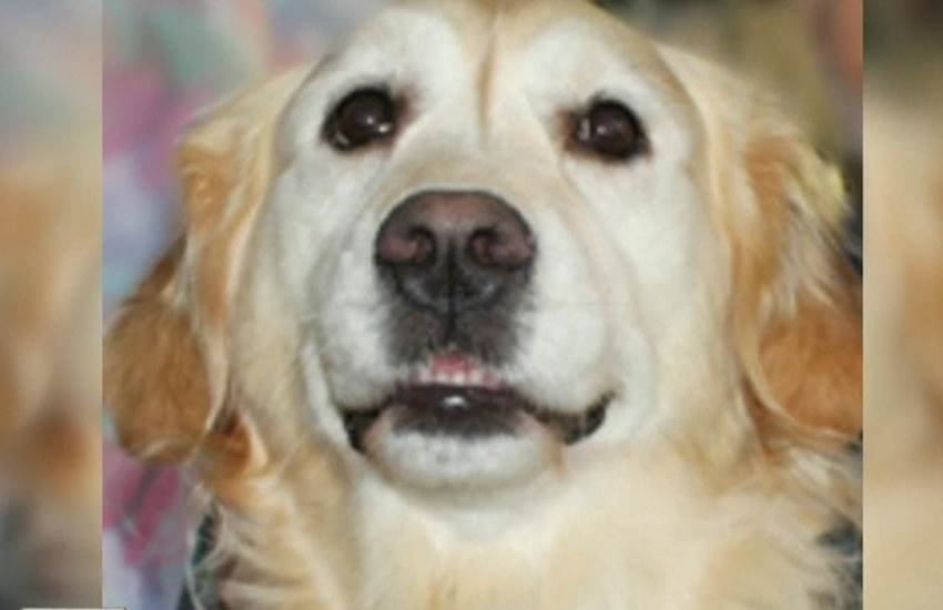 golden retriever, US, dog, dog saves man's life, Dog saves owner's life, america dog save man life, america news