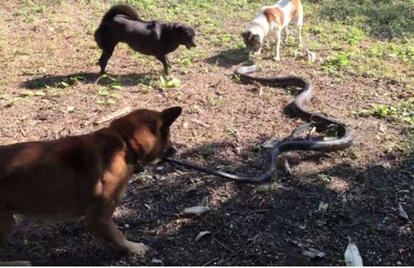 snake, dog, snake dog fight