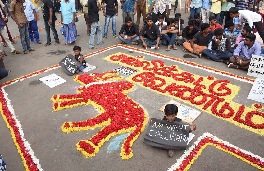 jallikattu