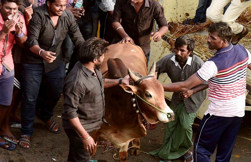jallikattu, stud bull
