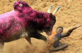 Jallikattu, What is jallikattu, When did jallikattu start
