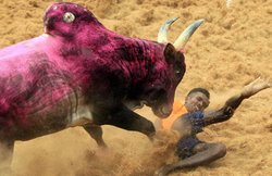 पारंपरिक उत्सव या फिर जोखिम का खेल