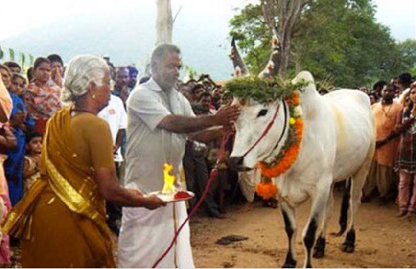 जलीकट्टू में सांड की पूजा करते हिंदू। जलीकट्टू में सांड की पूजा करते हिंदू।