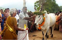 जल्लीकटूट बैन पर ट्विटर यूजर्स ने PETA को बताया एंटी हिंदू, कहा- जब जानवर कटते हैं तब नहीं दिखता