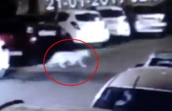 मुंबई की सड़कों पर आधी रात को घूमता हुआ तेंदुआ सीसीटीवी में कैद, देखें VIDEO