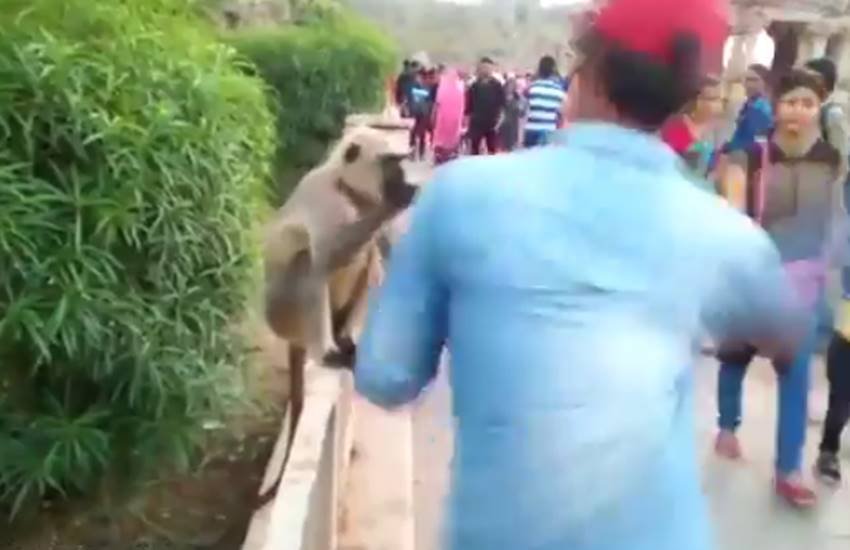 monkey, animal abuse monkey, animal abuse